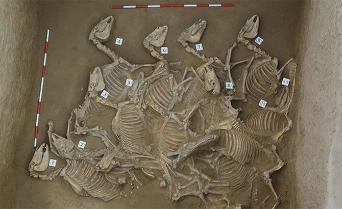 En los fosos descubrieron restos óseos de numerosos caballos