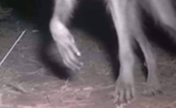 Detalle de las patas del presunto nahual