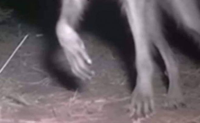 Detalle de las patas del presunto nahual de Oaxaca Detalle de las patas del presunto nahual de Oaxaca