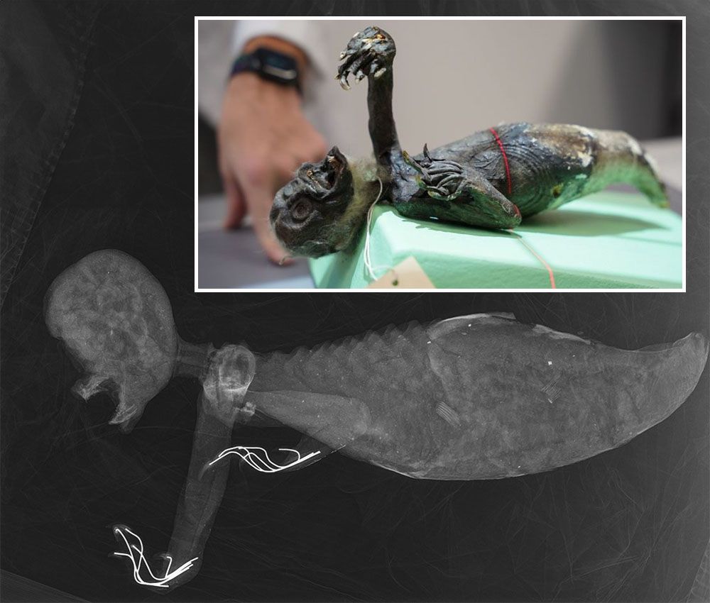 Análisis de la misteriosa 'sirena'