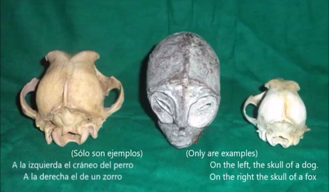 Comparativa del cráneo de un perro y un zorro con el de las falsas momias
