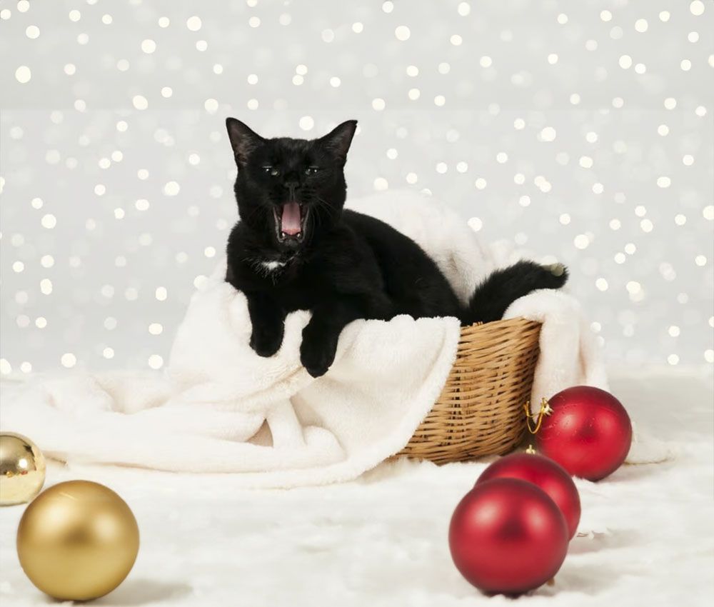 El gato Jólakötturinn está atento a los regalos navideños