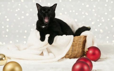 El gato Jólakötturinn está atento a los regalos navideños