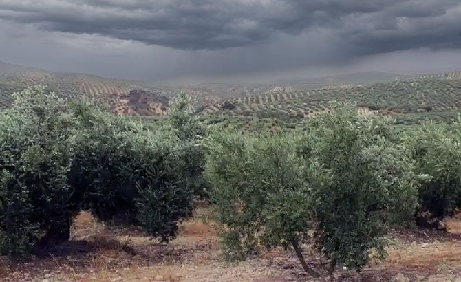 Los olivares se extienden por el paisaje de Priego de Córdoba