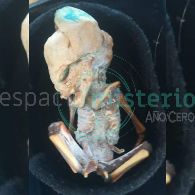 Imagen del misterioso especimen Imagen del misterioso especimen