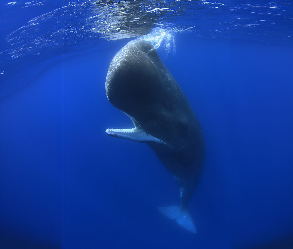 Cachalote, Physeter macrocephalus