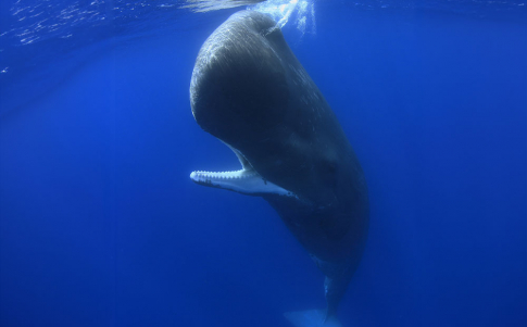 Cachalote, Physeter macrocephalus