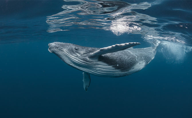 Unaballena jorobada