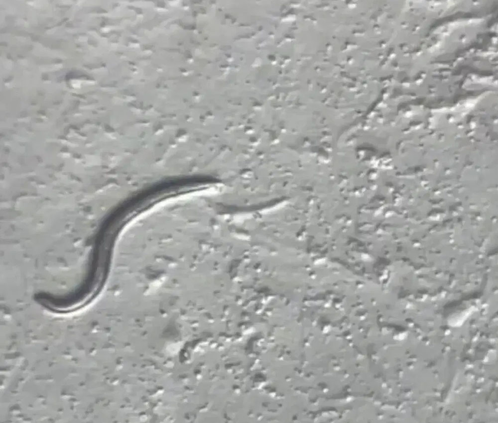 El Panagrolaimus kolymaensis ha logrado sobrevivir congelado 46000 años