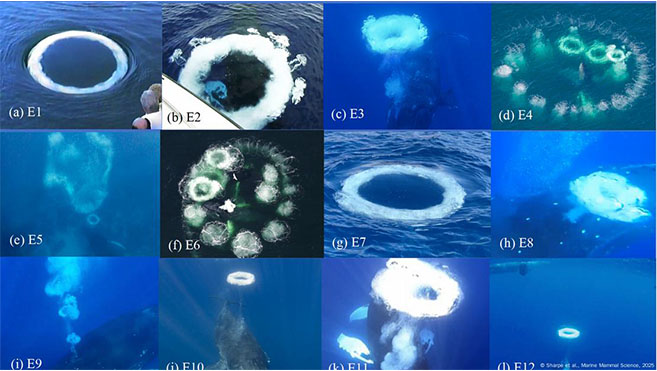 Los anillos de burbujas documentados en cada uno de los 12 episodios del estudio