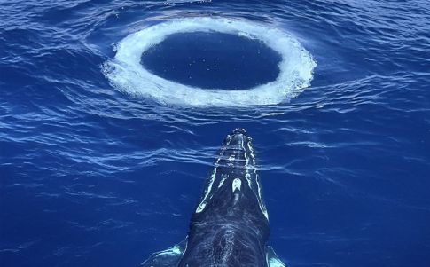 Recreación de IA de cómo una ballena ha creado un anillo de burbujas