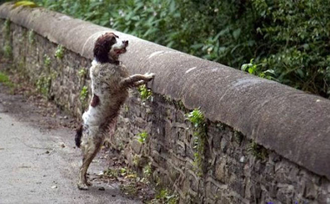Una docena de perros se suicidaron en el puente