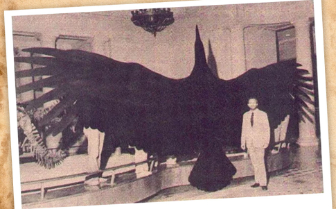 Una imagen del presunto pájaro del trueno