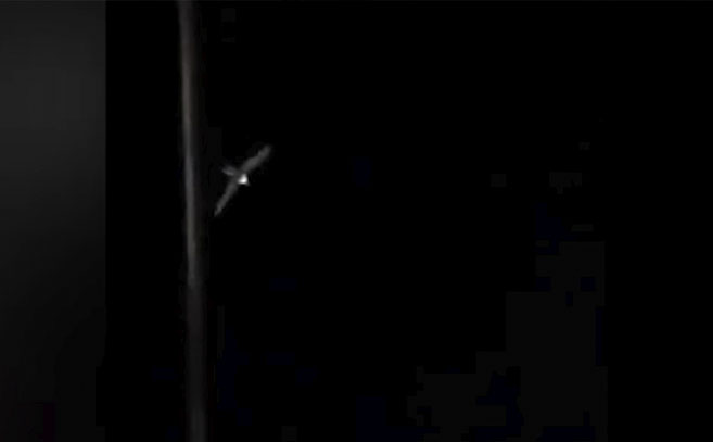 Fotograma de un vídeo de un ave misteriosa que aterroriza a los vecinos de Benito Juárez