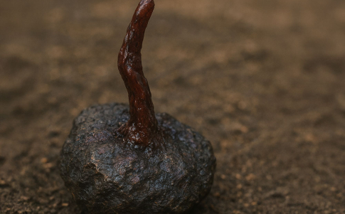 Recreación del especimen