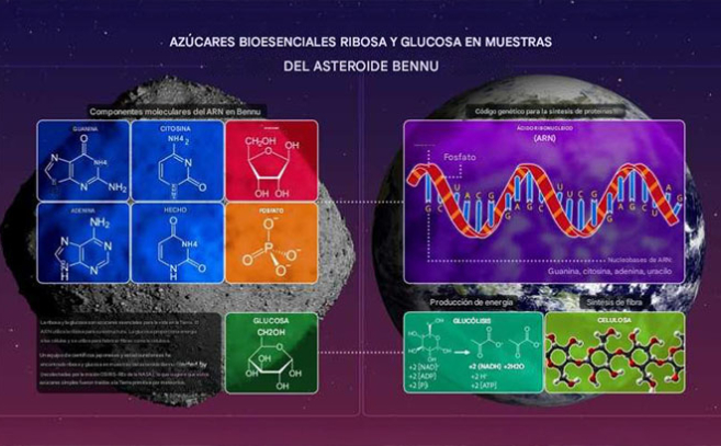 Las moléculas halladas en Bennu son compatibles con los aminoácidos que sustentan la vida en la Tierra