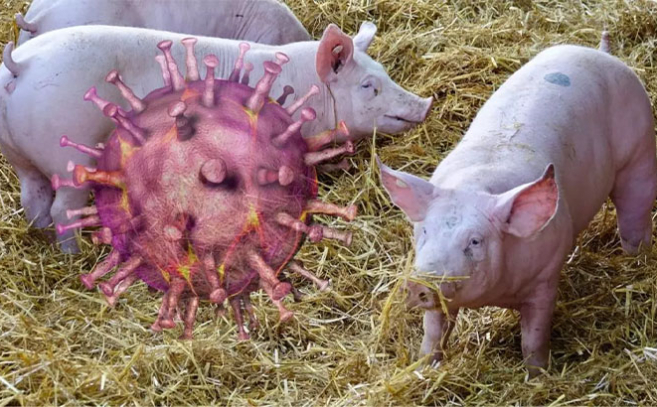 La peste porcina ha reaparecido en Europa y la OMS alerta de nuevas pandemias