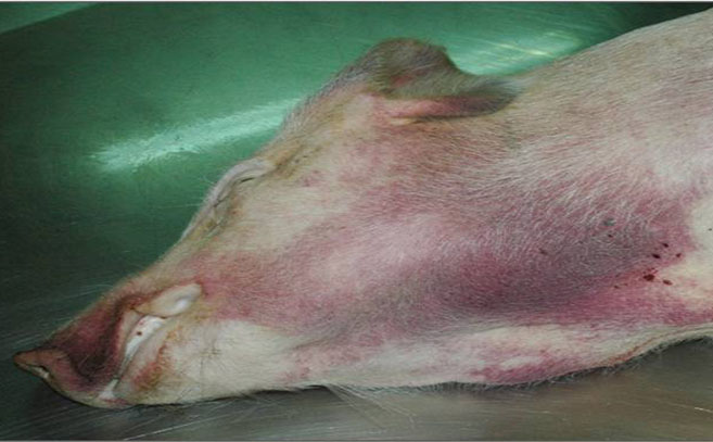 El enrojecimiento de la piel, fiebre y diarrea sangrante son síntomas de la PPA El enrojecimiento de la piel, fiebre y diarrea sangrante son síntomas de la PPA