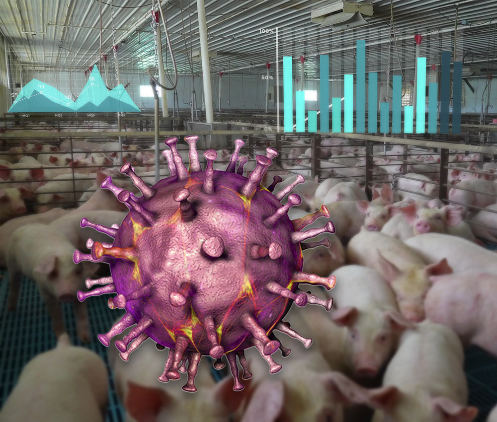 La conspiración de la Peste Porcina Africana