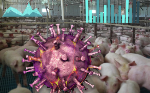 La conspiración de la Peste Porcina Africana