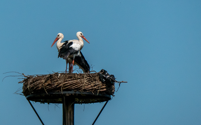 Las cigüeñas son aves de gran movilidad