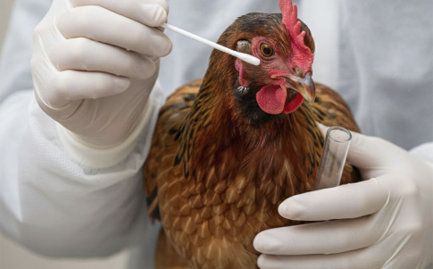 El virus influenza vuelve a asustar al mundo