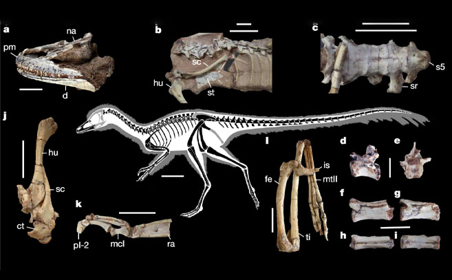 Anatomía del Alnashetri cerropoliciensis basada en los restos fósiles