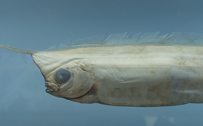 El pez remo gigante se puede encontrar en oceános de todo el mundo