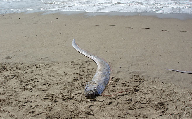 Un pez remo se lava en tierra en una playa en México