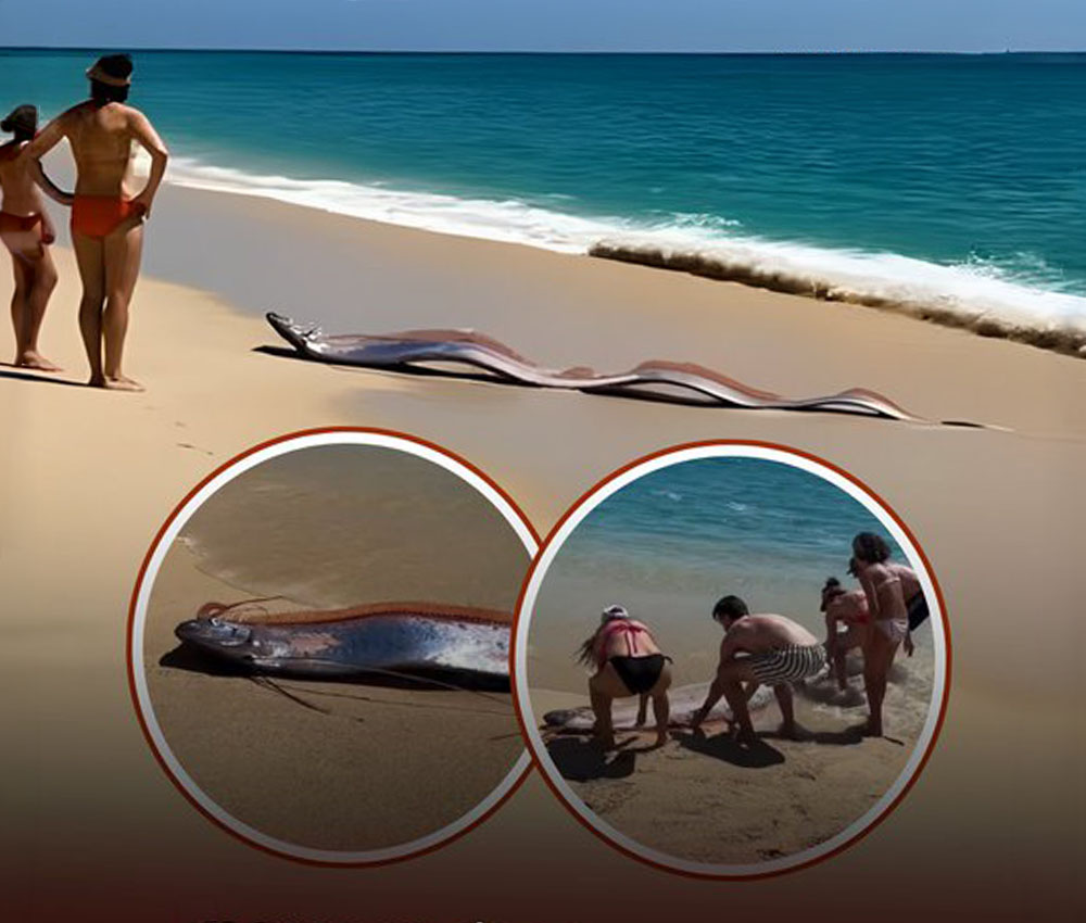 Los turistas hallaron estos peces remo en la playa de San Lucas