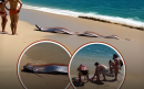Los turistas hallaron estos peces remo en la playa de San Lucas