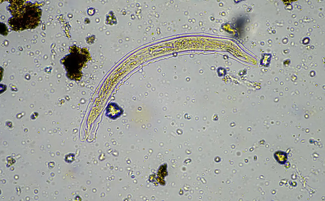 El organismo estaba congelado en el permafrost siberiano
