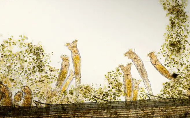 Rotíferos como los descongelados por los científicos