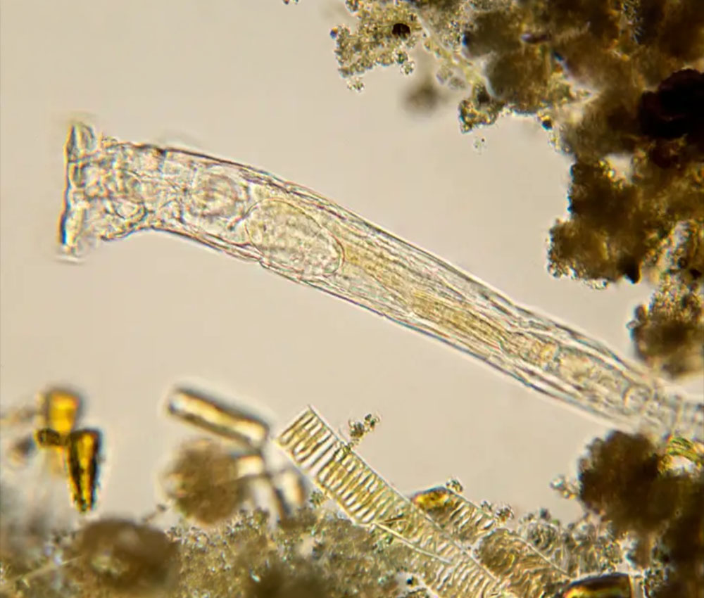 Los científicos lograron revivir con éxito un gusano que había permanecido congelado durante 24 mil años