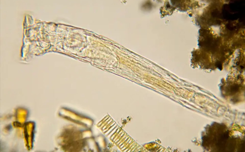 Los científicos lograron revivir con éxito un gusano que había permanecido congelado durante 24 mil años