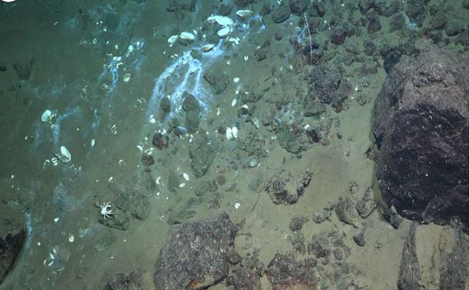 Biopelículas bacterianas observadas en las proximidades de la emanación de gases
