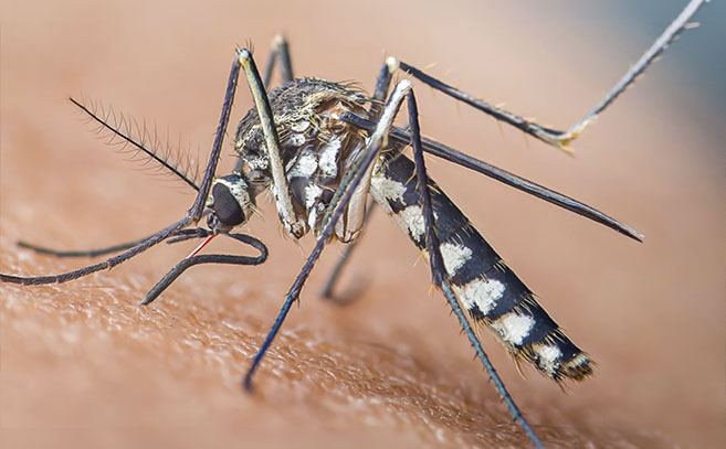 El mosquito propaga muchas enfermedades El mosquito propaga muchas enfermedades