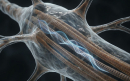 Una neurona humana con sus microtúbulos de tubulina Una neurona humana con sus microtúbulos de tubulina