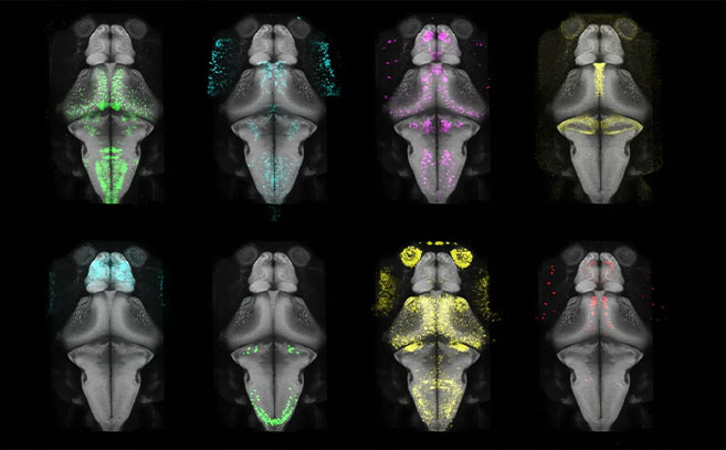 Ocho mapas del atlas mapzebrain con diferentes colores, los patrones de expresión de distintos genes en el cerebro completo del pez cebra