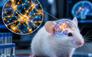 Crían en ratones una corteza cerebral humana