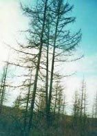 Tunguska, 100 años después Tunguska, 100 años después