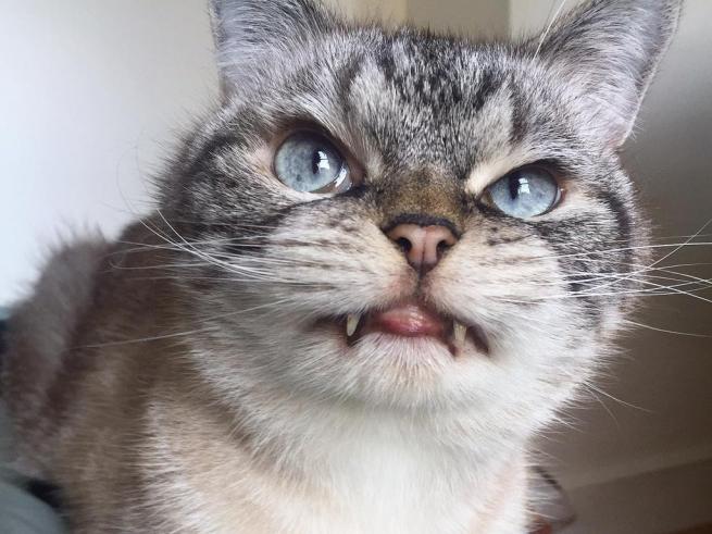 La inusual boca de esta gata le ha hecho famosa como vampiresa felina La inusual boca de esta gata le ha hecho famosa como vampiresa felina