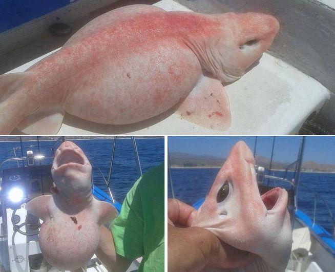 El especimen ha resultado ser una especie de tiburón con una pigmentación particular