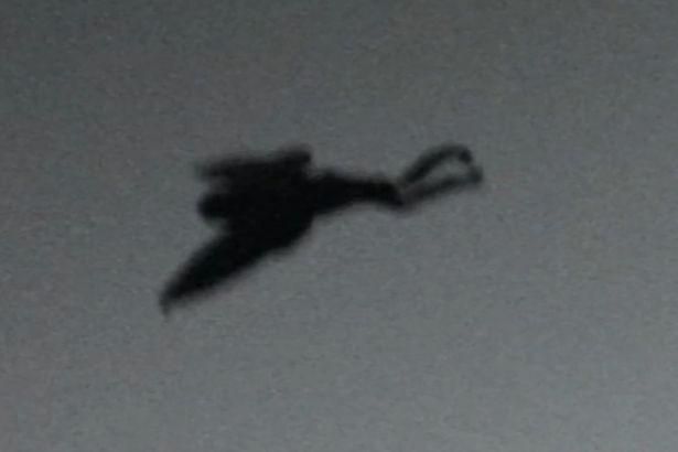 Reaparece el Mothman en Point Pleasant y consiguen fotografiarlo