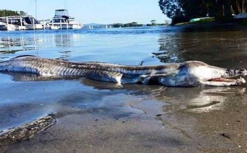Nadie sabe qué es la extraña criatura fotografiada en Australia