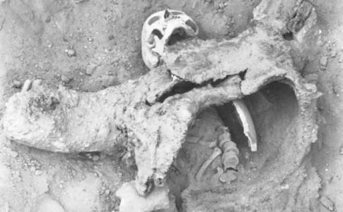 Uno de los esqueletos que se cree murieron durante un ataque con gas venenoso