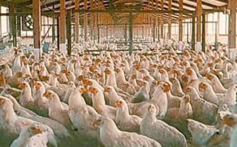 Los "zombis-pollo", una amenaza para el Pentágono