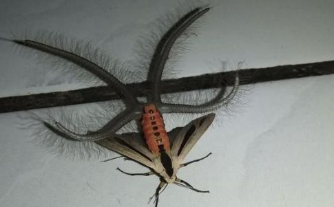 Un insecto infernal aterroriza las redes