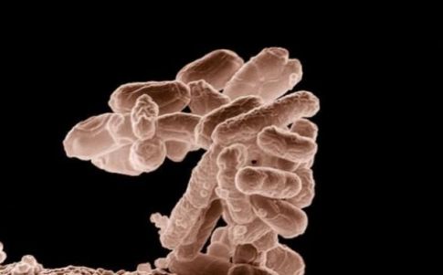 Una superbacteria inmune a los antibióticos trae de cabeza a los científicos