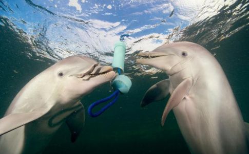 ¿Hablan los delfines?